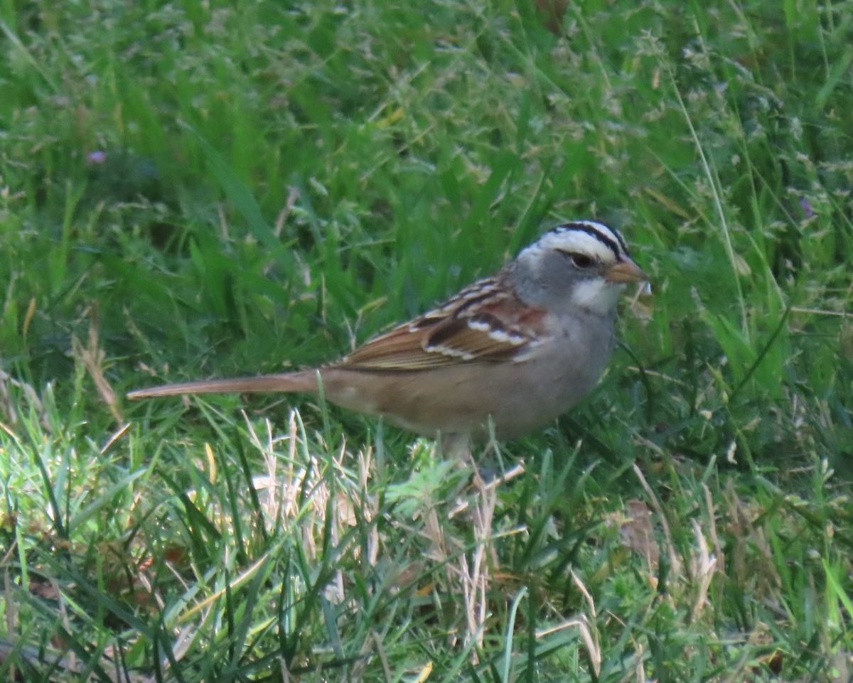White-crowned x White-throated Sparrow (hybrid) - ML561222841