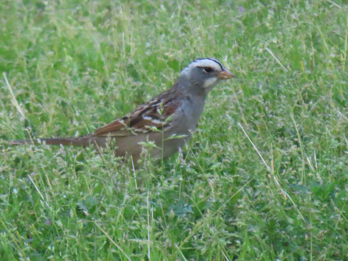 White-crowned x White-throated Sparrow (hybrid) - ML561223181