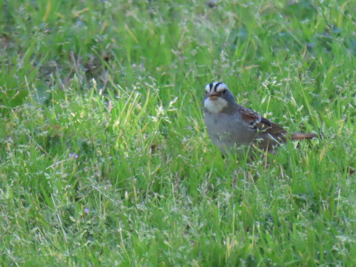 White-crowned x White-throated Sparrow (hybrid) - ML561223201