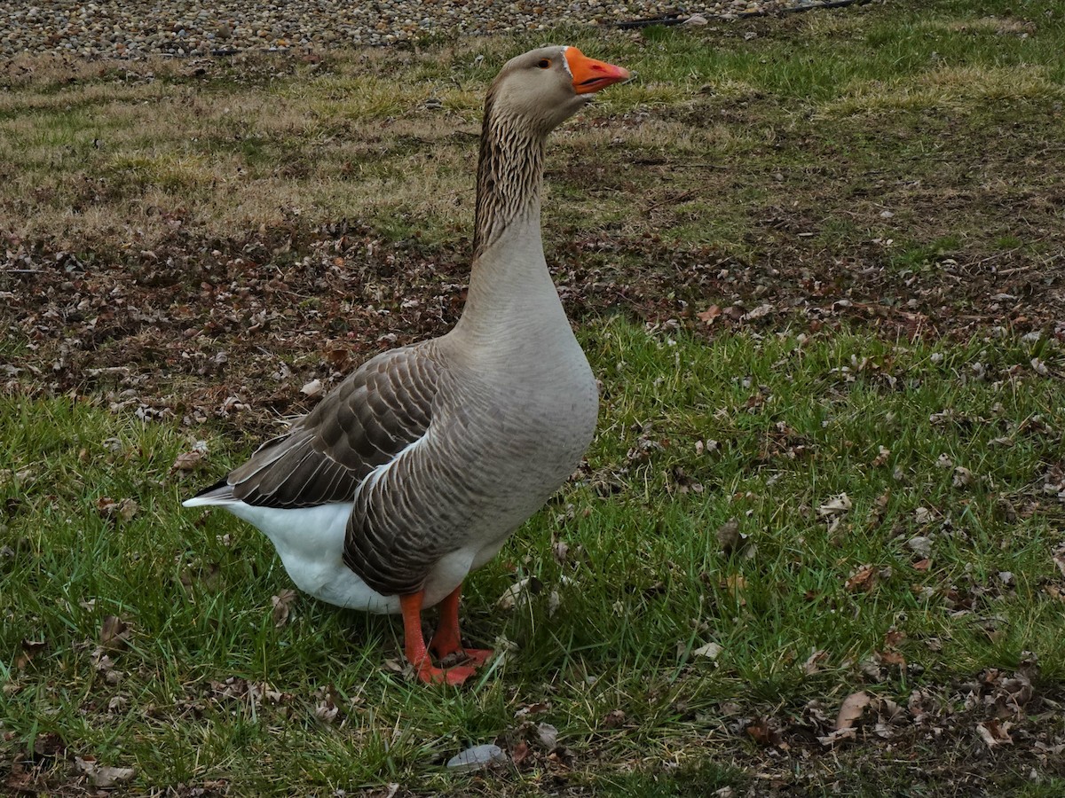Graylag Goose (Domestic type) - ML561225121