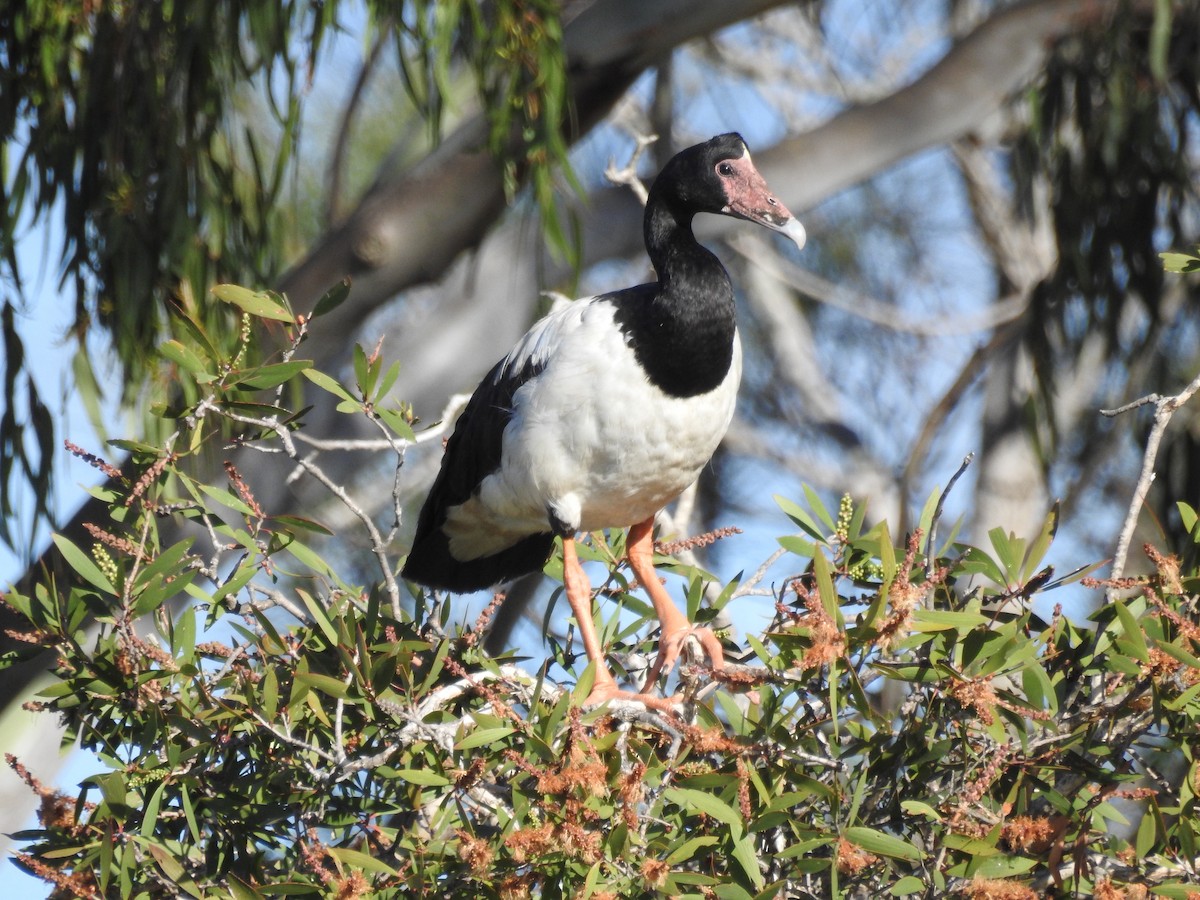 Magpie Goose - Michael Daley