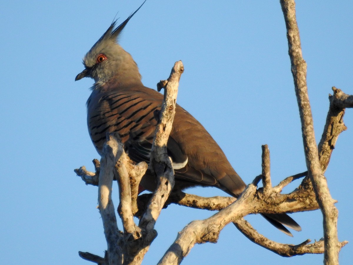 Crested Pigeon - ML56122841