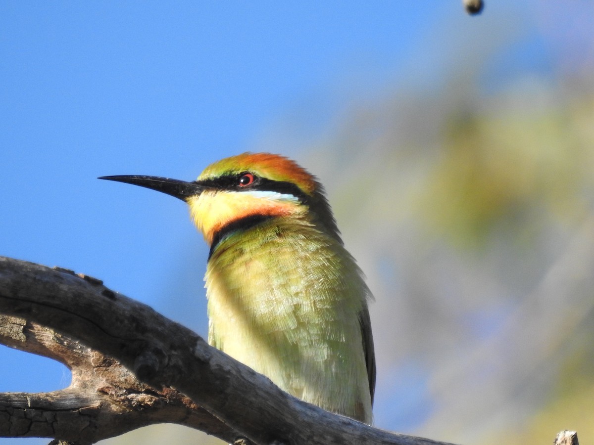 Rainbow Bee-eater - ML56122861