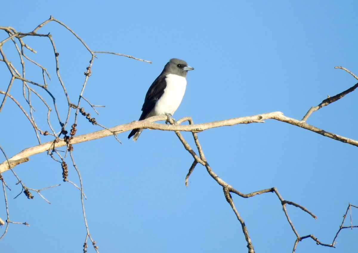 White-breasted Woodswallow - ML56122921