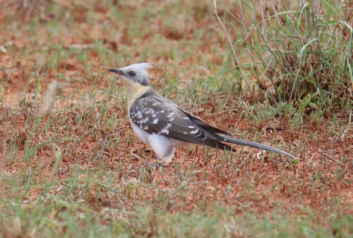 Great Spotted Cuckoo - ML561232621