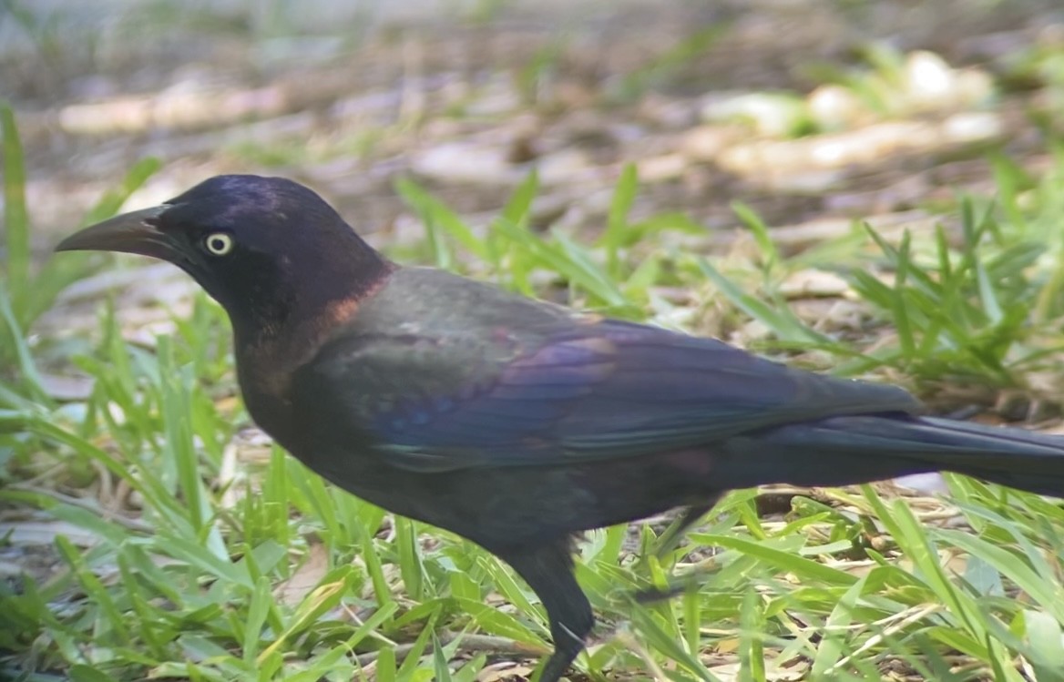 ML561232921 - Common Grackle (Florida/Purple) - Macaulay Library