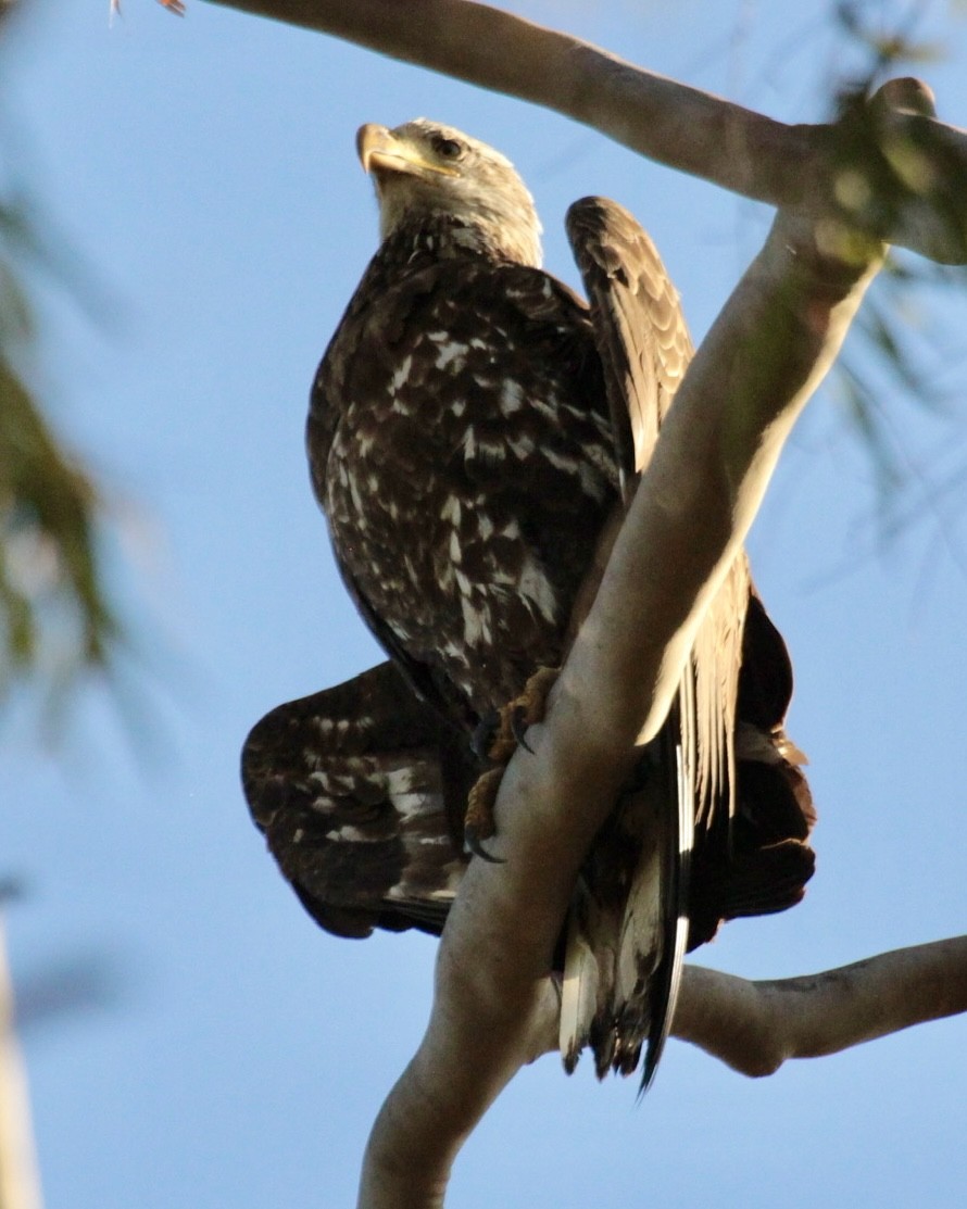 eBird Checklist - 22 Apr 2023 - Upper Newport Bay--boardwalk - 39 species