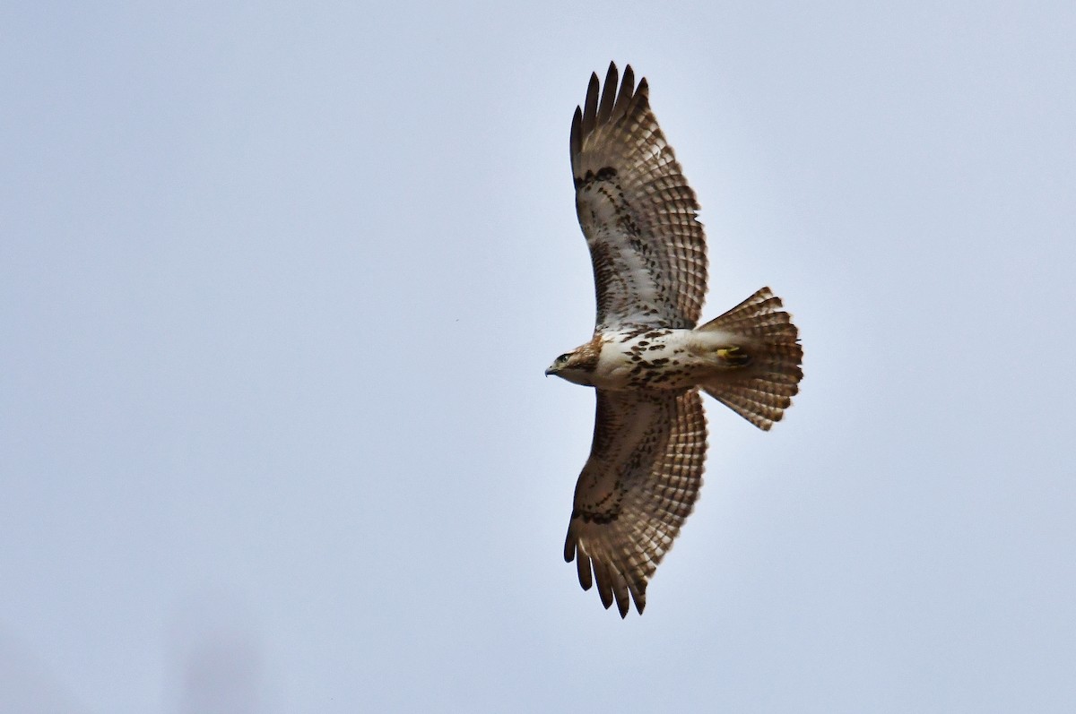 Red-tailed Hawk - André Lanouette