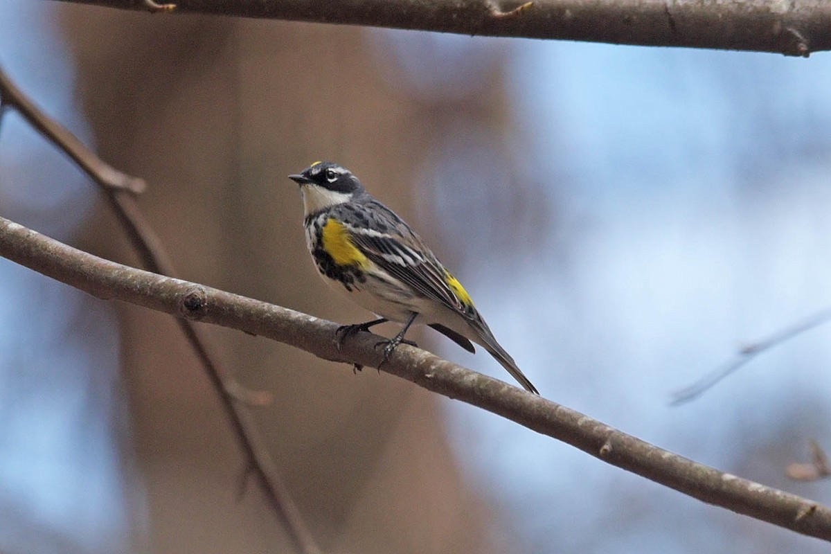Yellow-rumped Warbler (Myrtle) - Troy Hibbitts