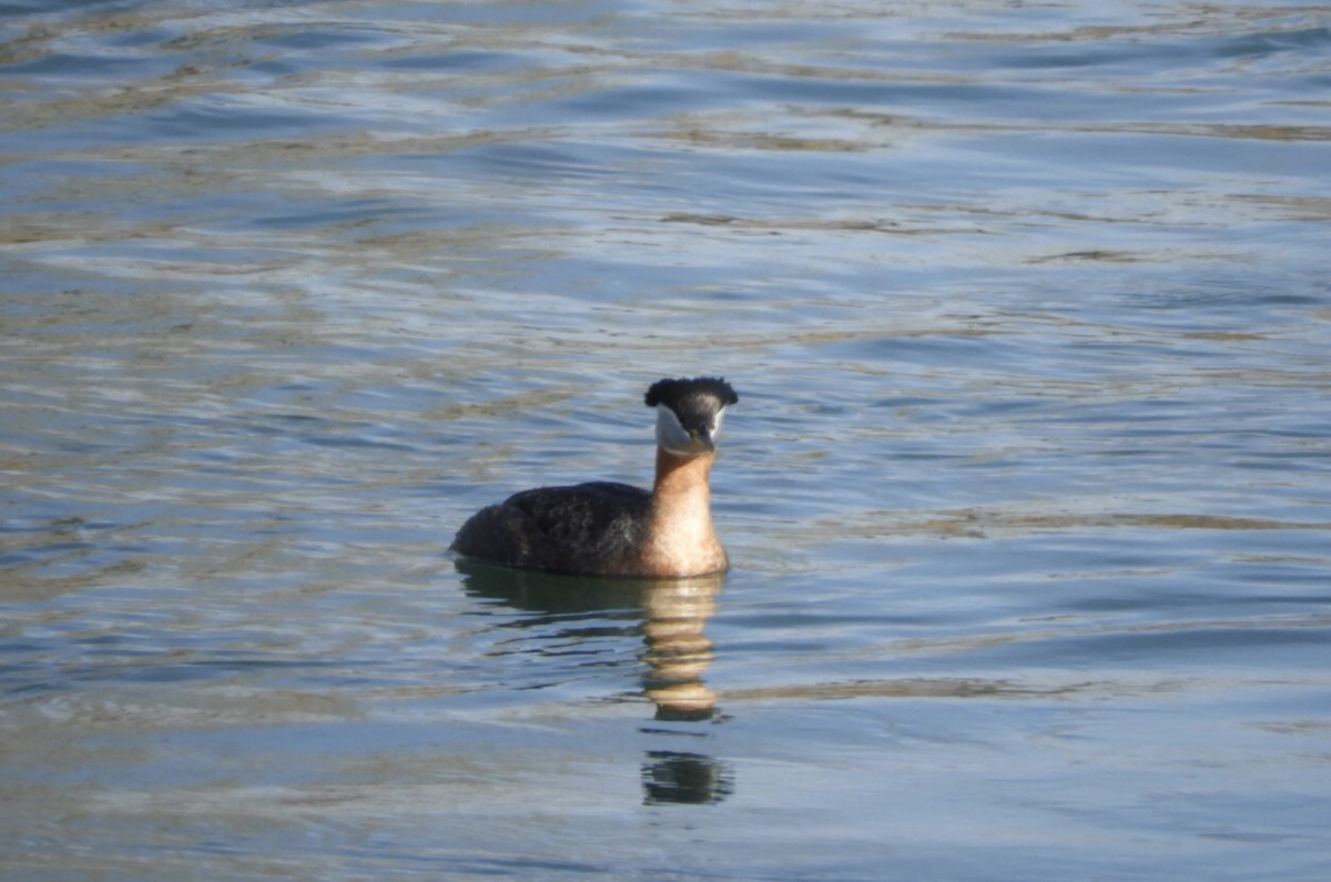 Red-necked Grebe - ML561239071