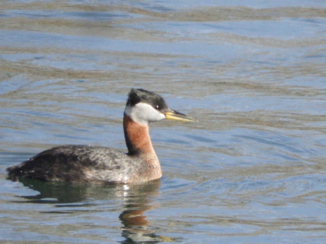 Red-necked Grebe - ML561239081