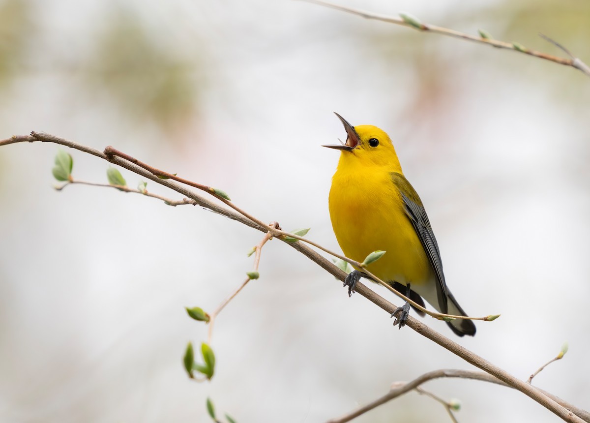 Prothonotary Warbler - ML561240121