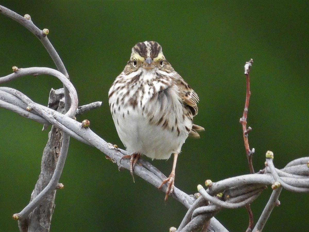 Savannah Sparrow - ML561249171