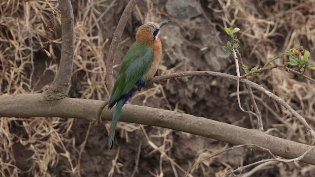 White-fronted Bee-eater - ML561249461