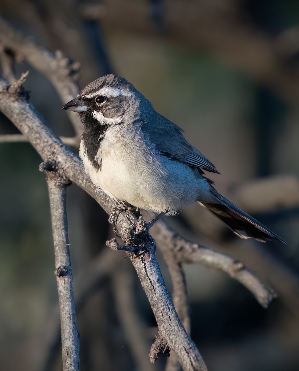 Black-throated Sparrow - ML561250711