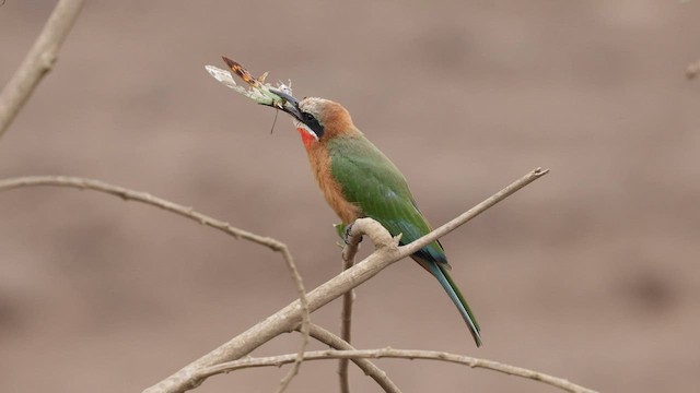 White-fronted Bee-eater - ML561252051