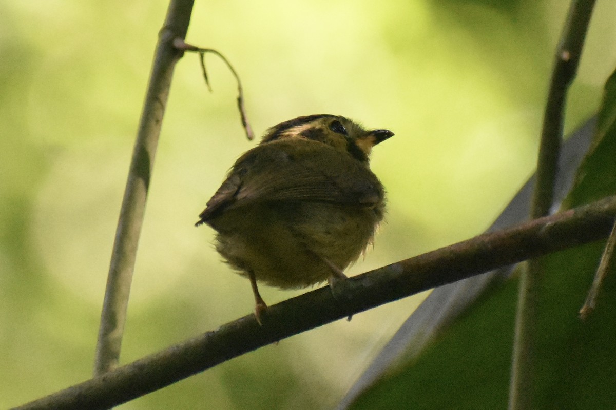 Golden-crowned Spadebill - ML561258341