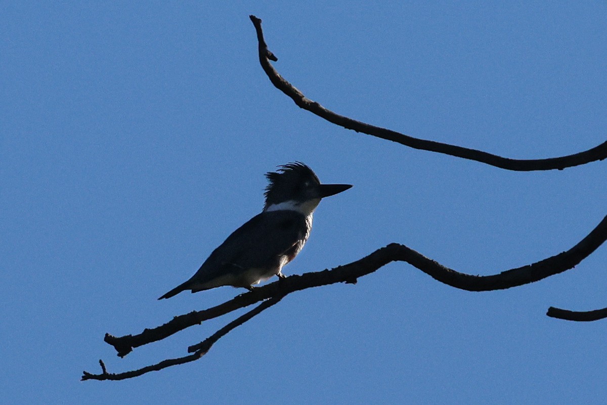 Belted Kingfisher - ML561258491