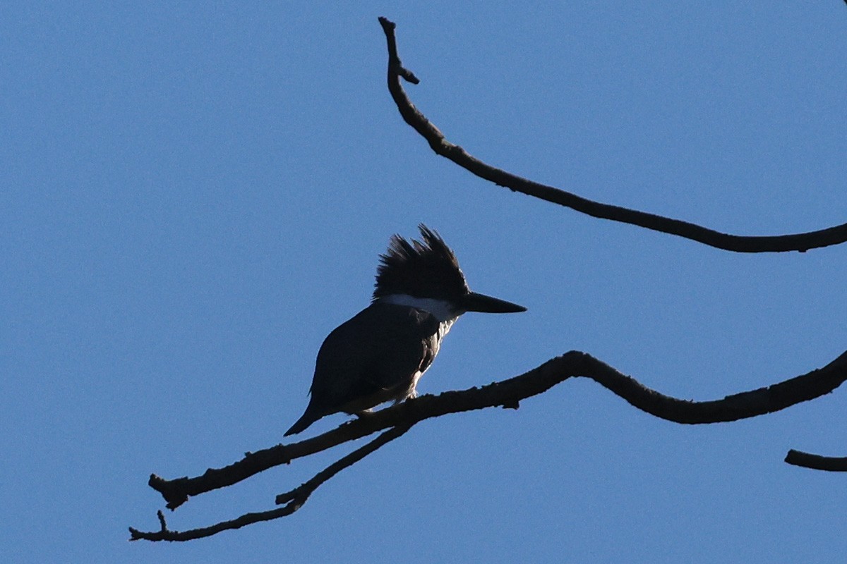 Belted Kingfisher - ML561258501