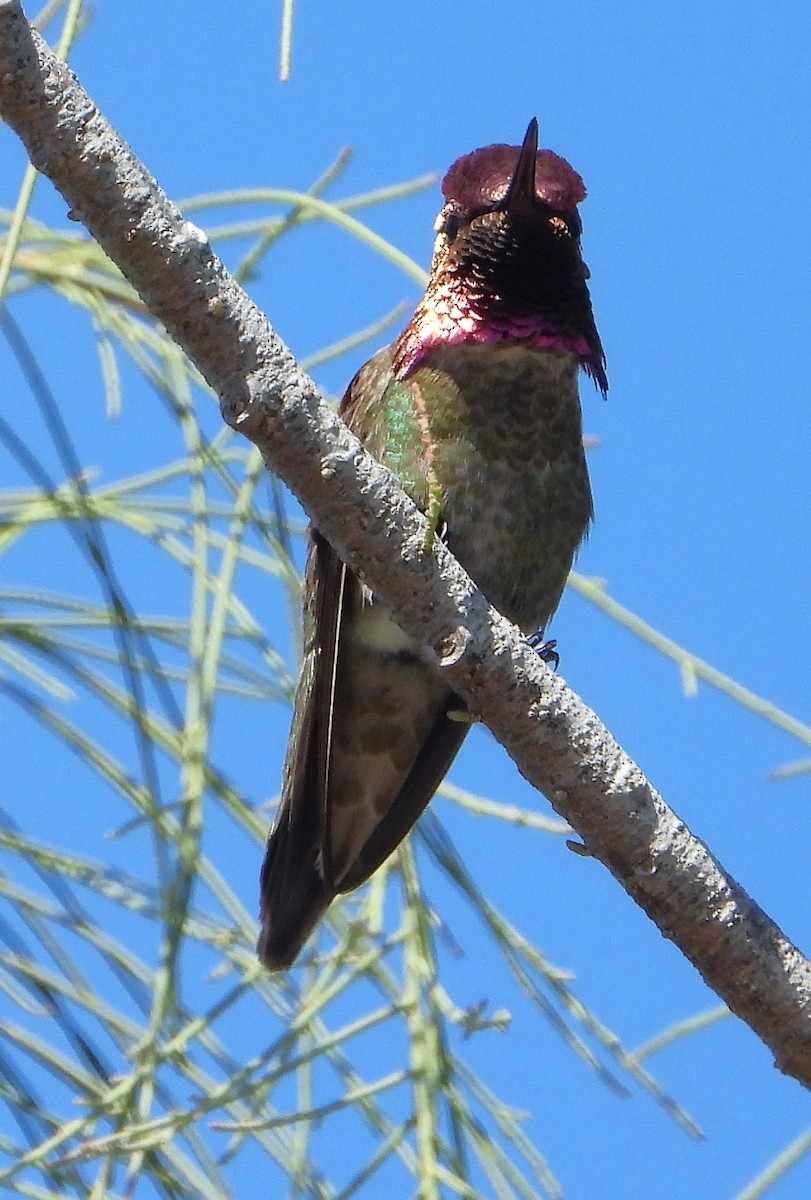 Anna's Hummingbird - ML561260381