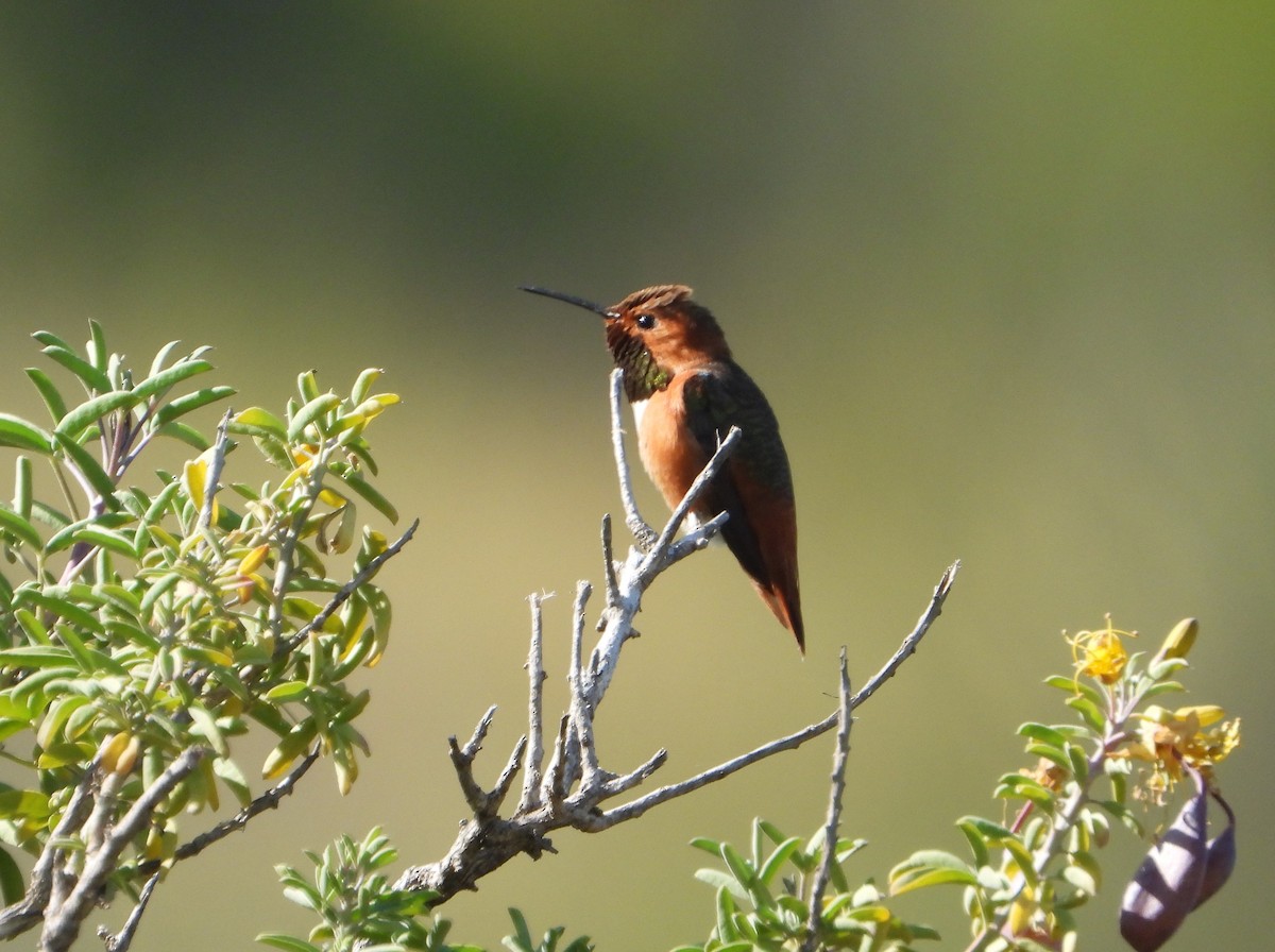Allen's Hummingbird - ML561260471