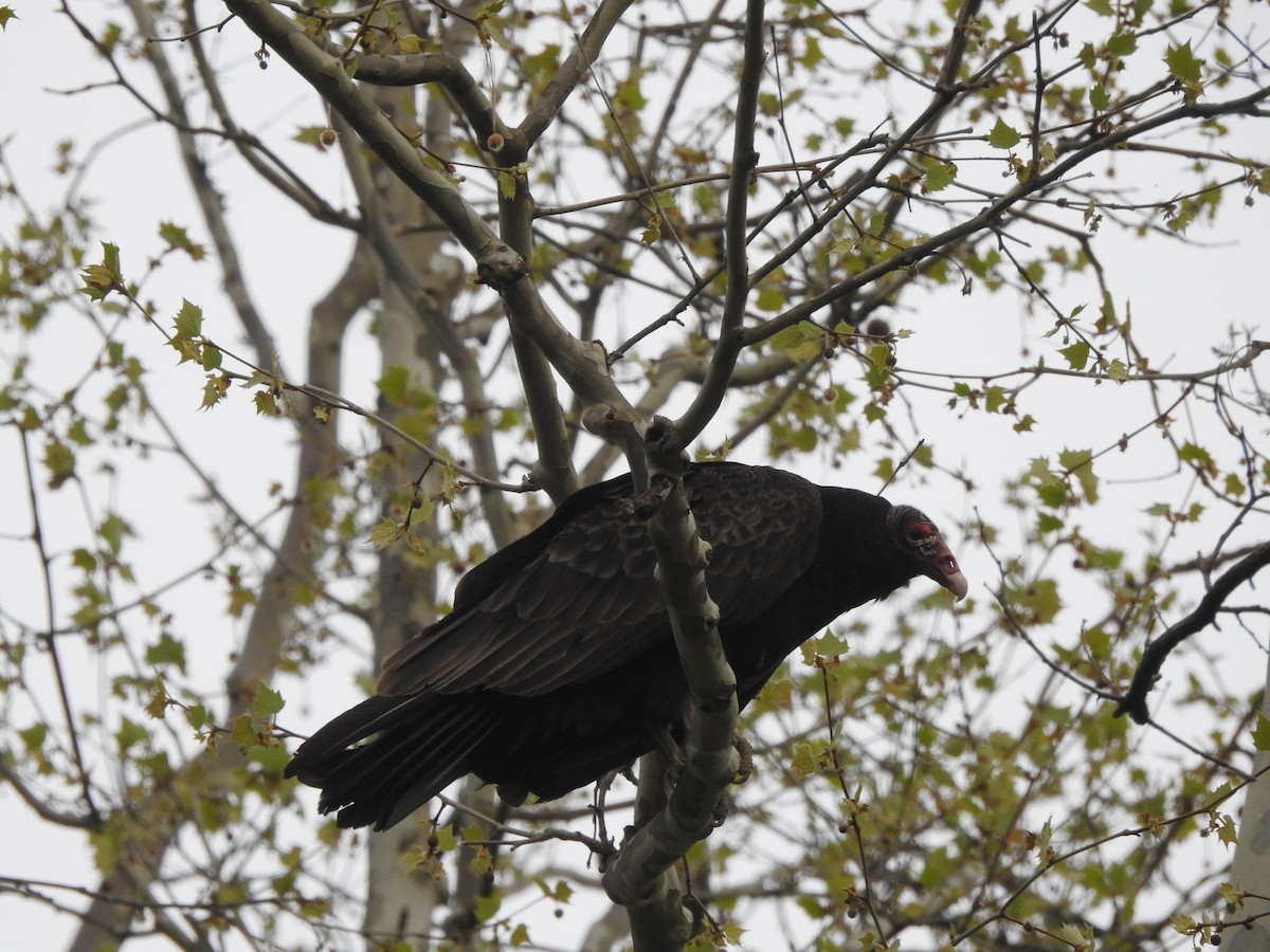 Turkey Vulture - Bill Stanley