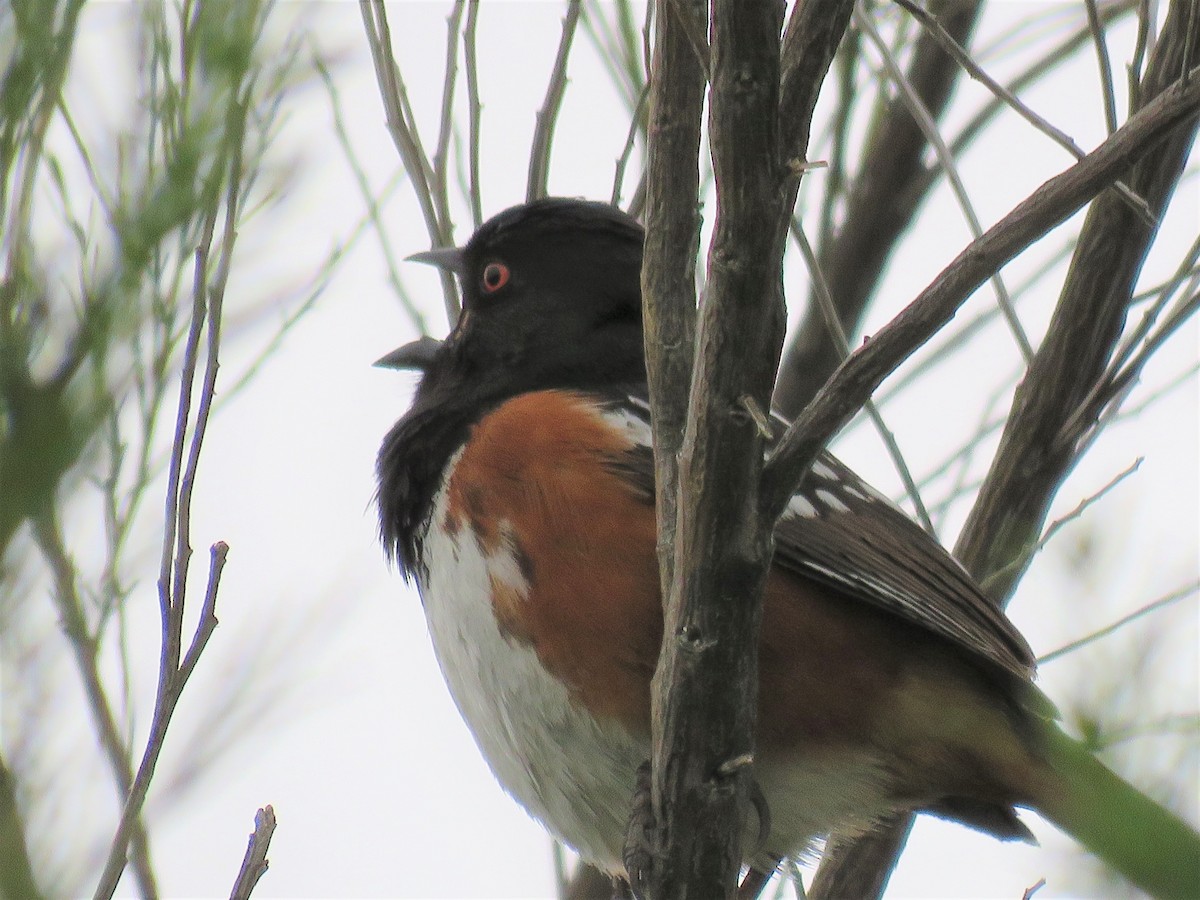 Spotted Towhee - ML561276391