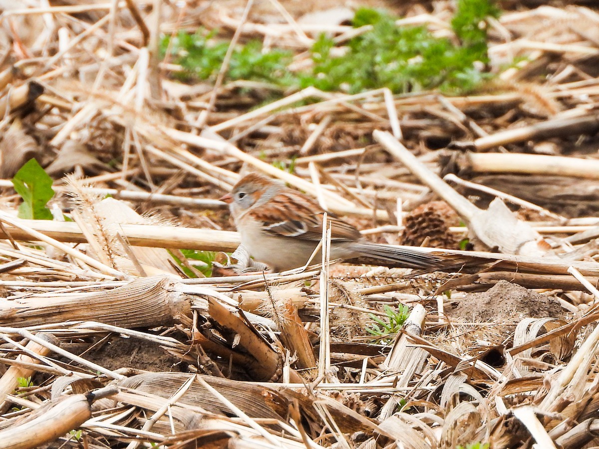 Field Sparrow - ML561277201