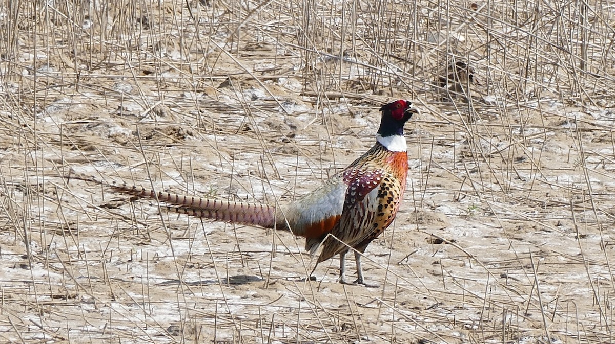 Ring-necked Pheasant - Andreas Hess