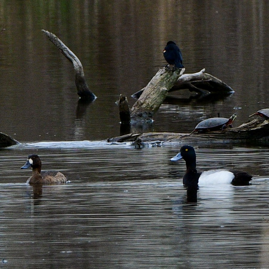 Greater Scaup - ML561289701