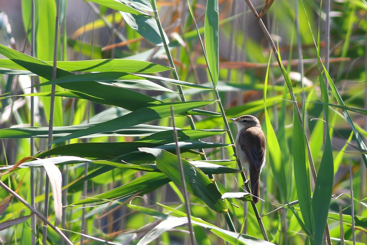 Black-browed Reed Warbler - Ko Cheng