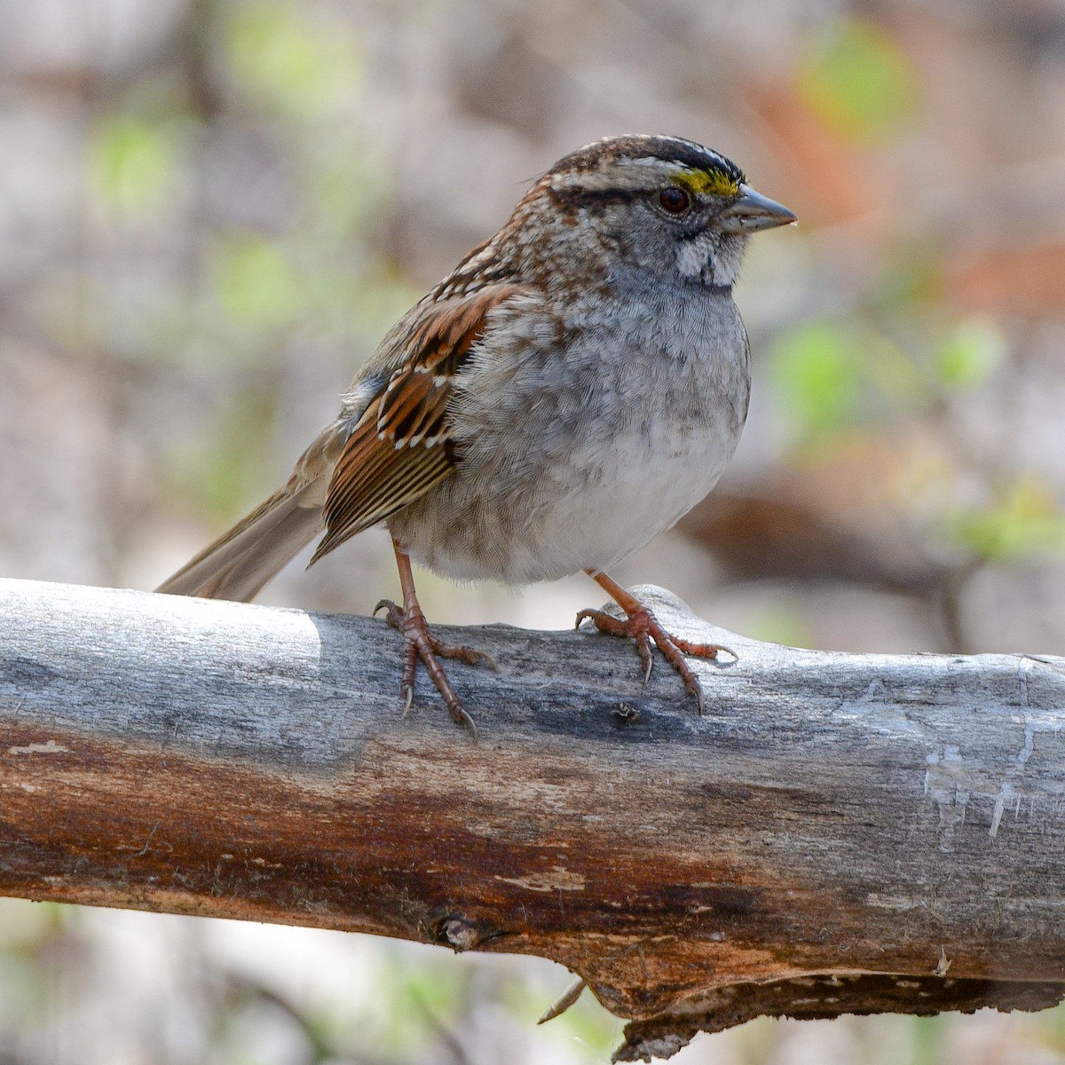 White-throated Sparrow - ML561291281