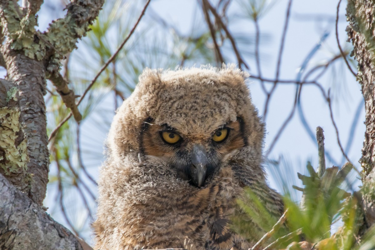 Great Horned Owl - ML561292141
