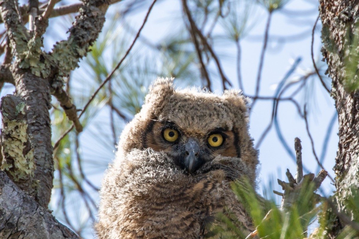 Great Horned Owl - ML561292151