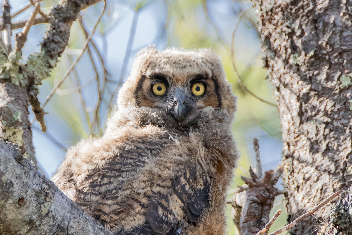 Great Horned Owl - ML561292161