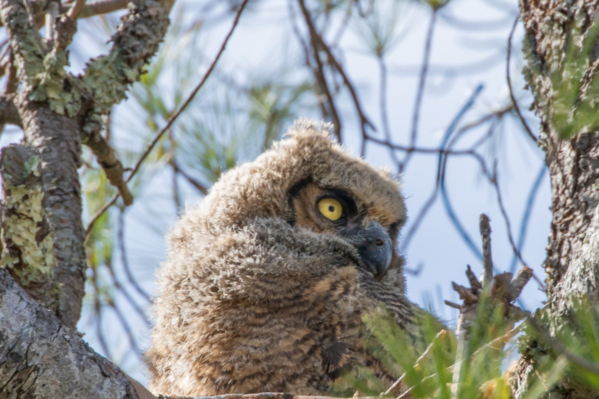 Great Horned Owl - ML561292171