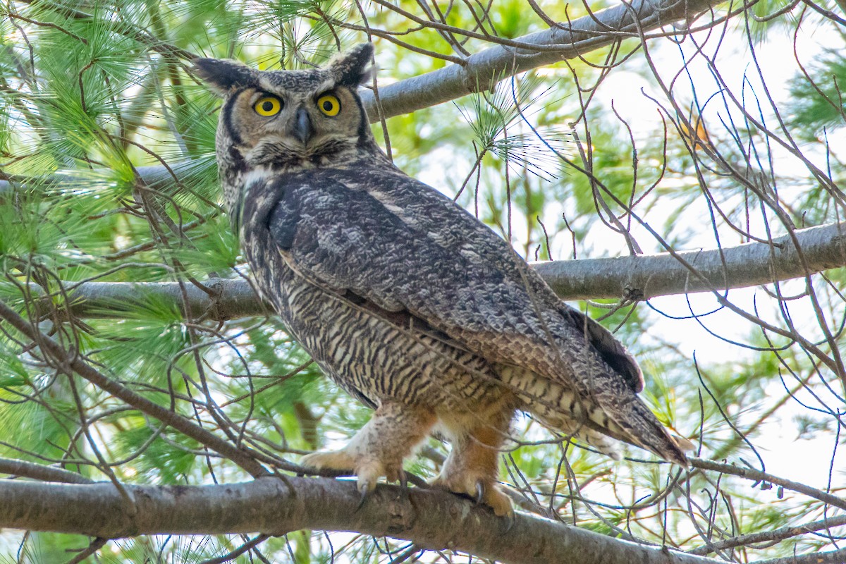 Great Horned Owl - ML561292201