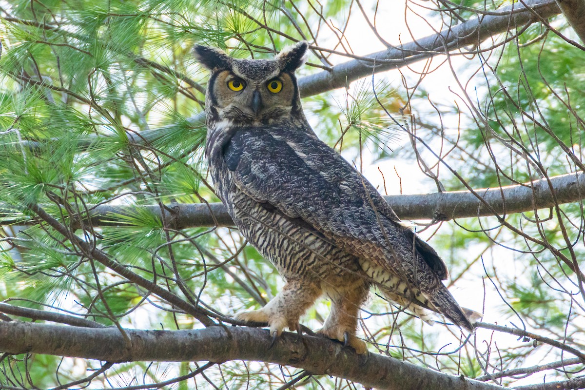 Great Horned Owl - ML561292211