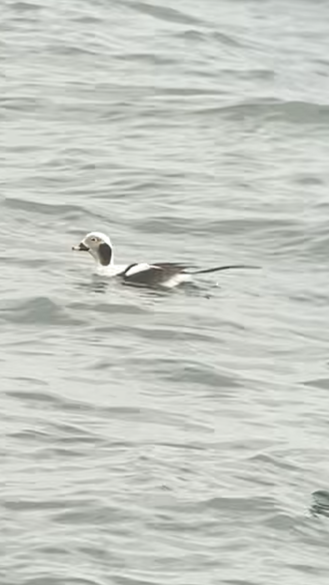 Long-tailed Duck - ML561293721