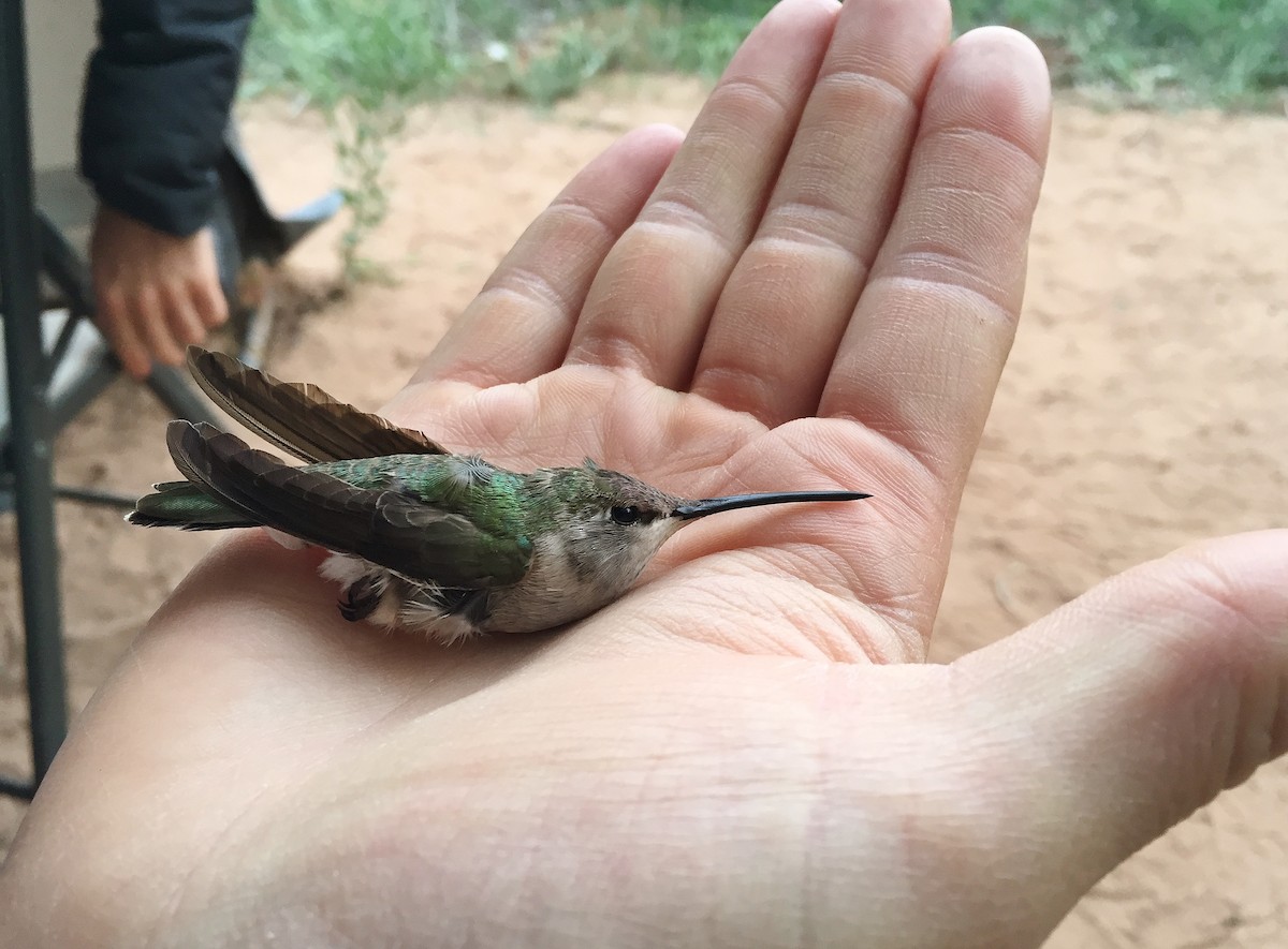 Black-chinned Hummingbird - Josh Lefever