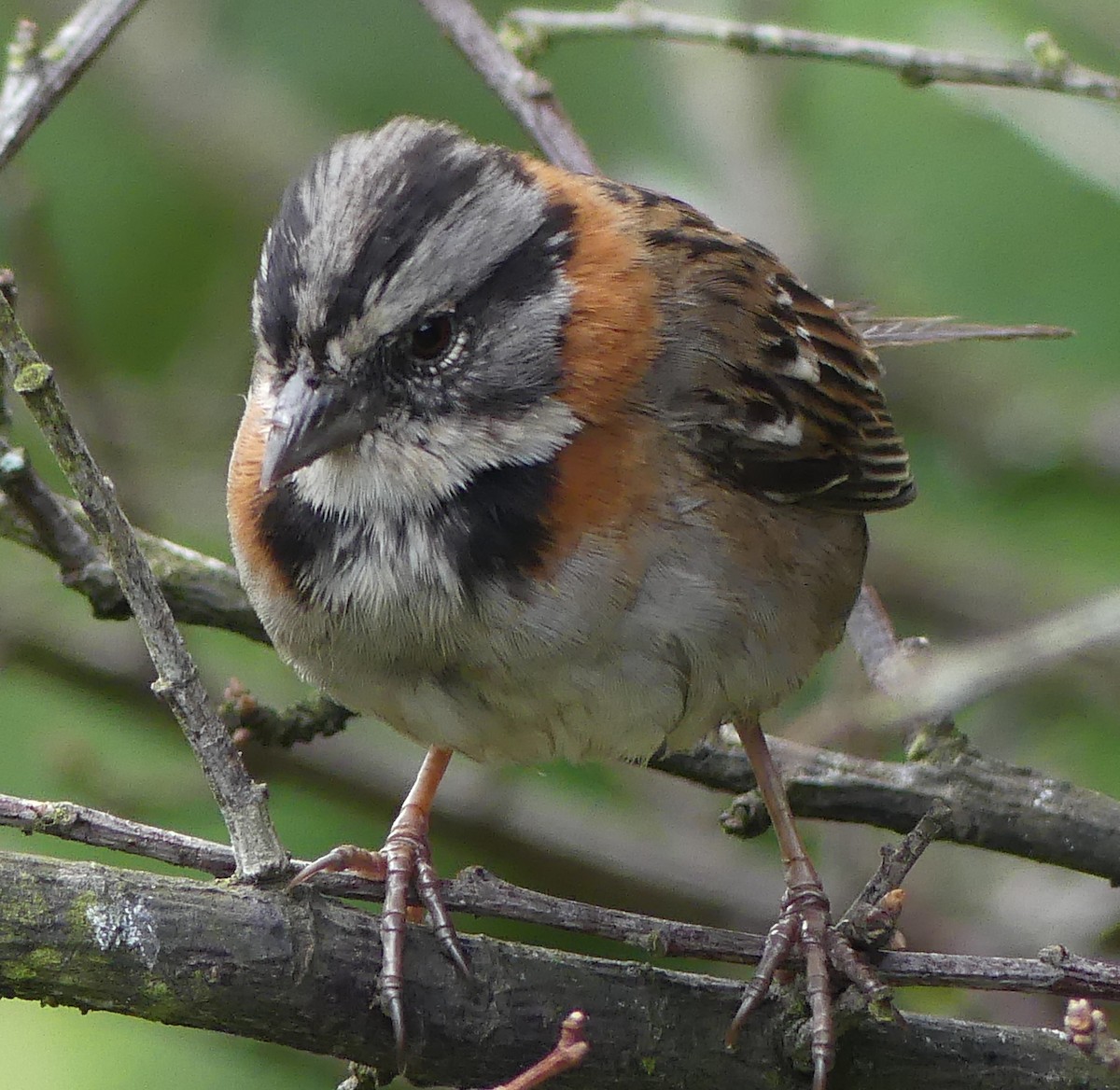 Rufous-collared Sparrow - Robin Duska