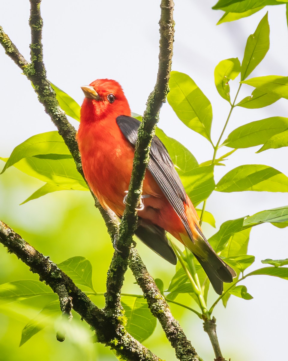 Scarlet Tanager - ML561295371