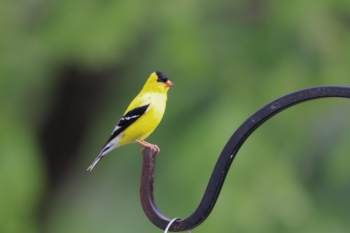 American Goldfinch - Andy Wilson
