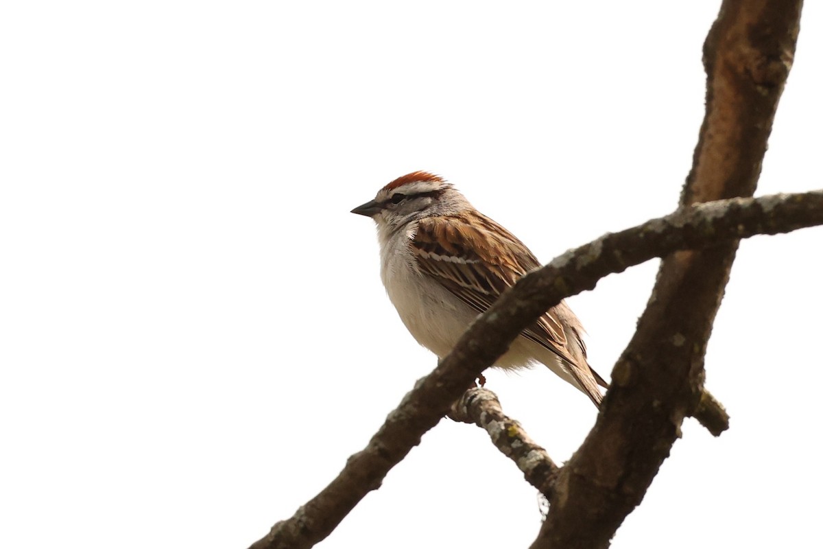 Chipping Sparrow - ML561297041