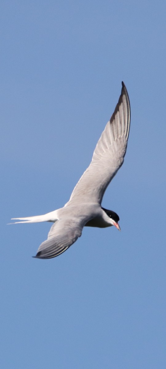 Common Tern - ML561297151
