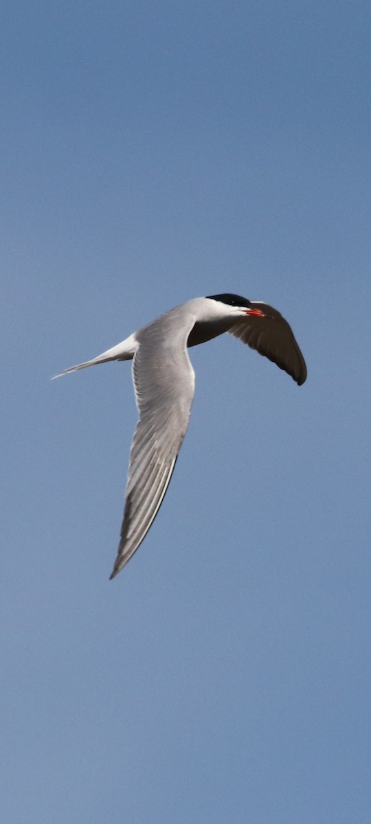 Common Tern - ML561297161