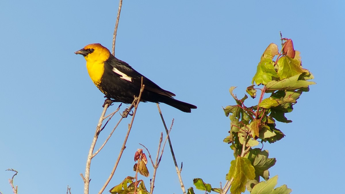 eBird Checklist 22 Apr 2023 John Paul Landing ParkEnvironmental