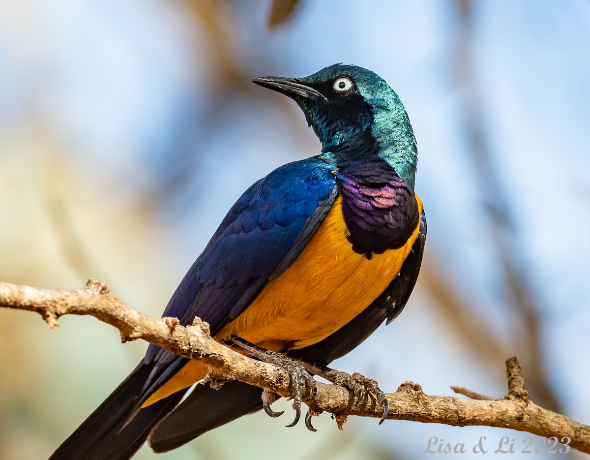 Golden-breasted Starling - ML561301551