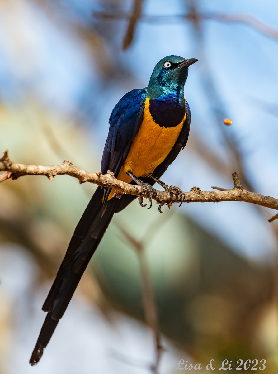 Golden-breasted Starling - ML561301581