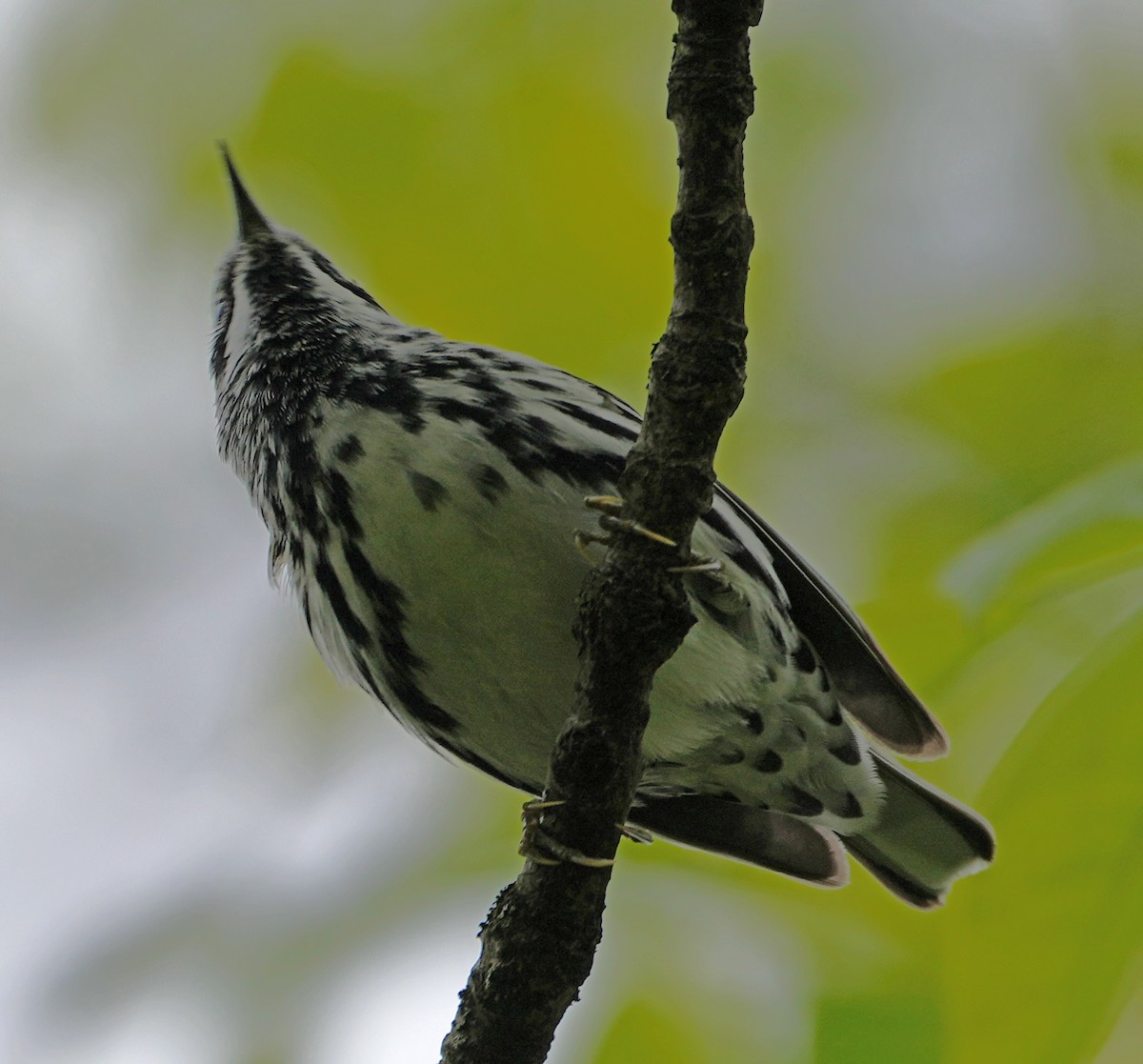 Black-and-white Warbler - ML561301671